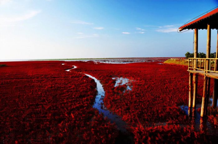 盘锦红海滩，中国最美湿地，秋天，来这里寻找那一抹耀眼嫣红